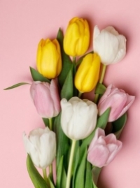 Congratulations on the holiday of female beauty and charm, spring inspiration and bright joy!