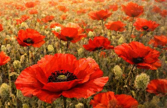 Day of Remembrance and Victory over Nazism in World War II